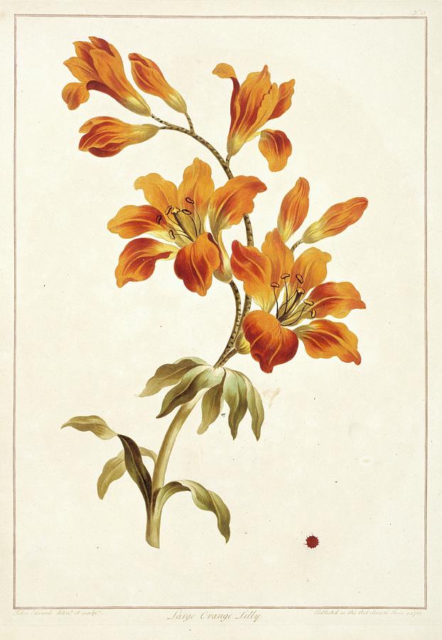 Large Orange Lily Lilium Bulbiferum Photograph by Science Photo Library Large Orange Lily Lilium Bulbiferum Photograph by Science Photo Library