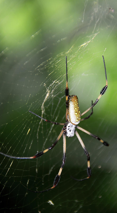 Large Palm Spider Nephila Inaurata Photograph by Animal Images - Fine ...