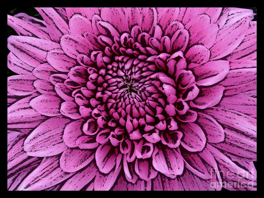 Large Pink Dahlia 2 Photograph by Joan-Violet Stretch