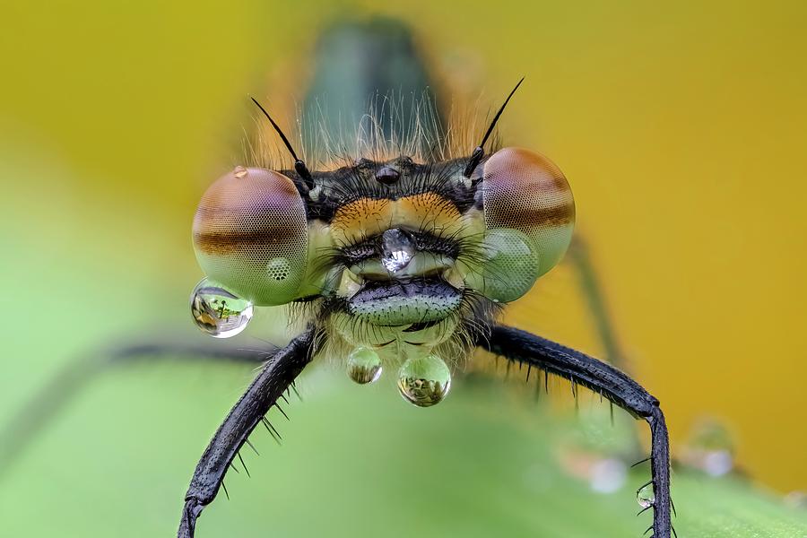 Large Red Damselfly On Flag Iris Photograph by Heath Mcdonald/science Photo Library