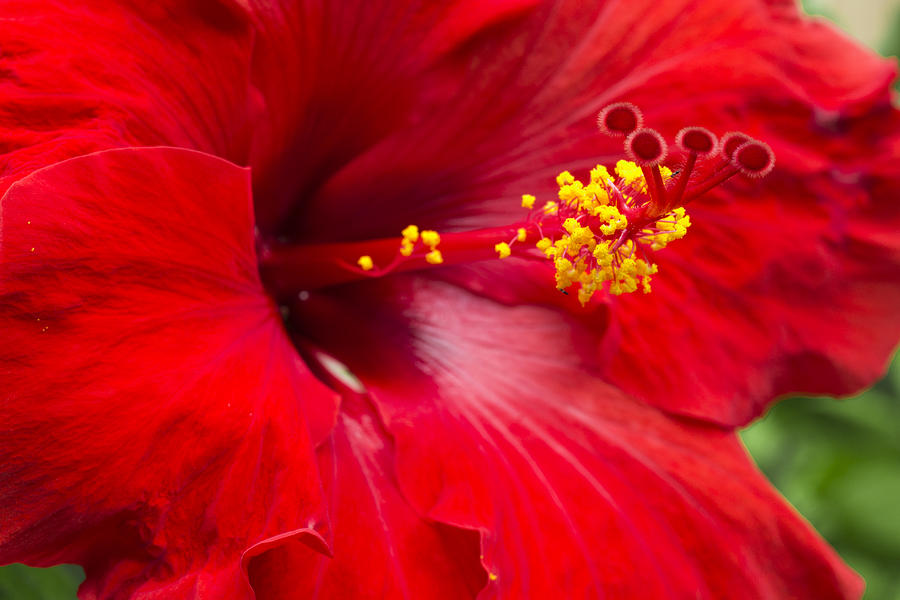 Large Red Hibiscus Photograph by Leigh Anne Meeks