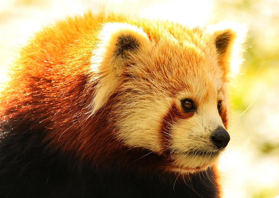 Red Photograph - Large Red Panda by Tom Gallacher