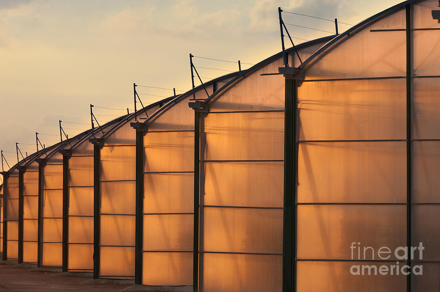 Architecture Photograph - Large scale industrial greenhouse lit by sunet by Stephan Pietzko