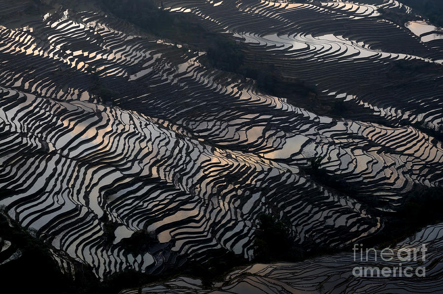 Nature Photograph - Large scale of rice terrace by Kim Pin Tan