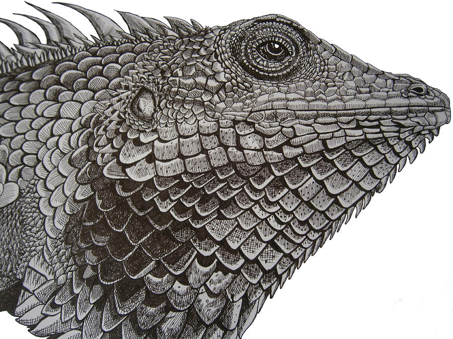 Large Scaled Forest Lizard Drawing by Tracey Gurr BA Hons