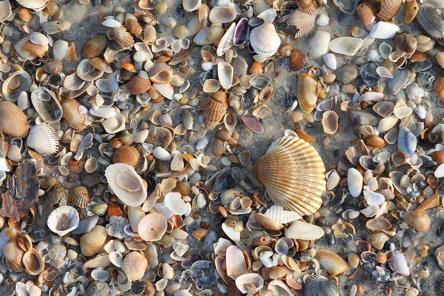 Large Sea Shell in Sea of Shells Photograph by Bob Weibler - Pixels