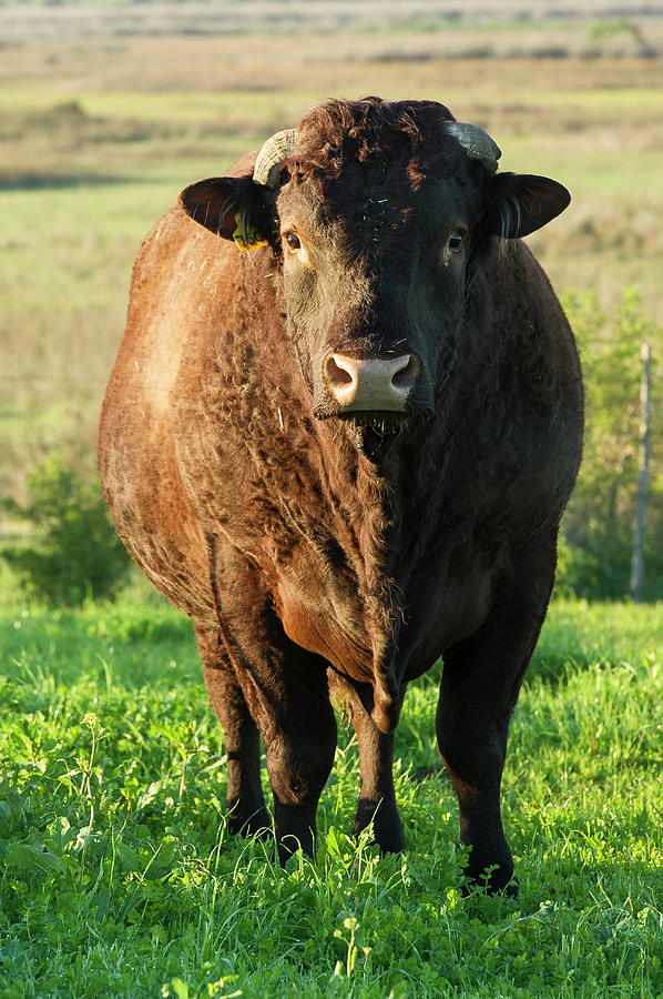 Large Stud Breeding Bull, Bredasdorp by Peter Chadwick