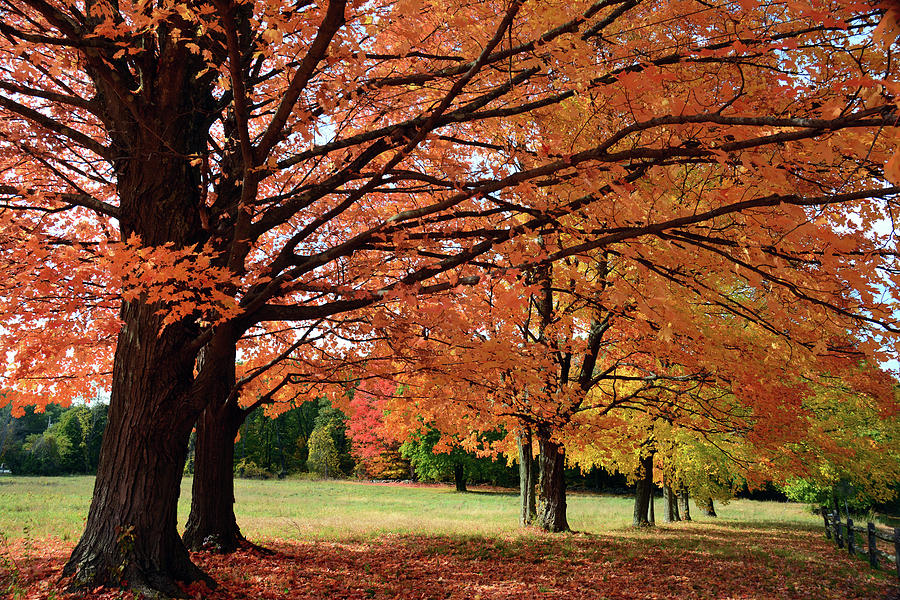 sugar maple trees