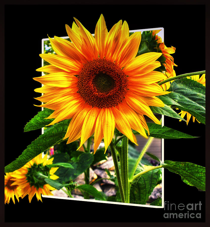 Flower Photograph - Large Sun Flower by Thomas Woolworth