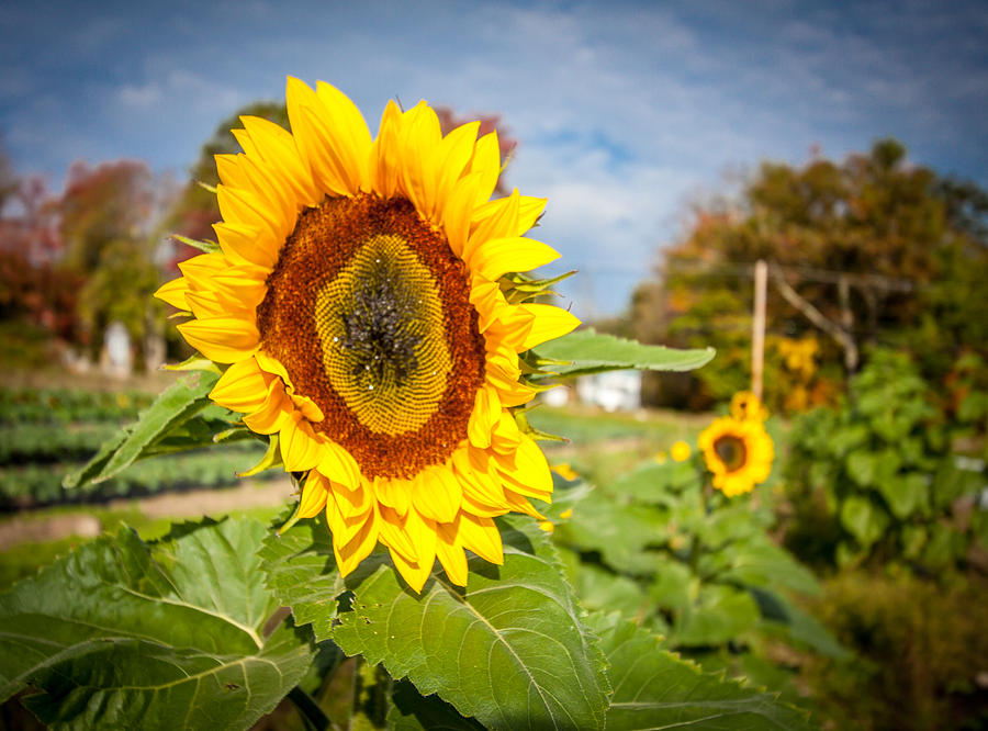 Large Sunflower overlooks rest of crop Photograph by Karen Stephenson