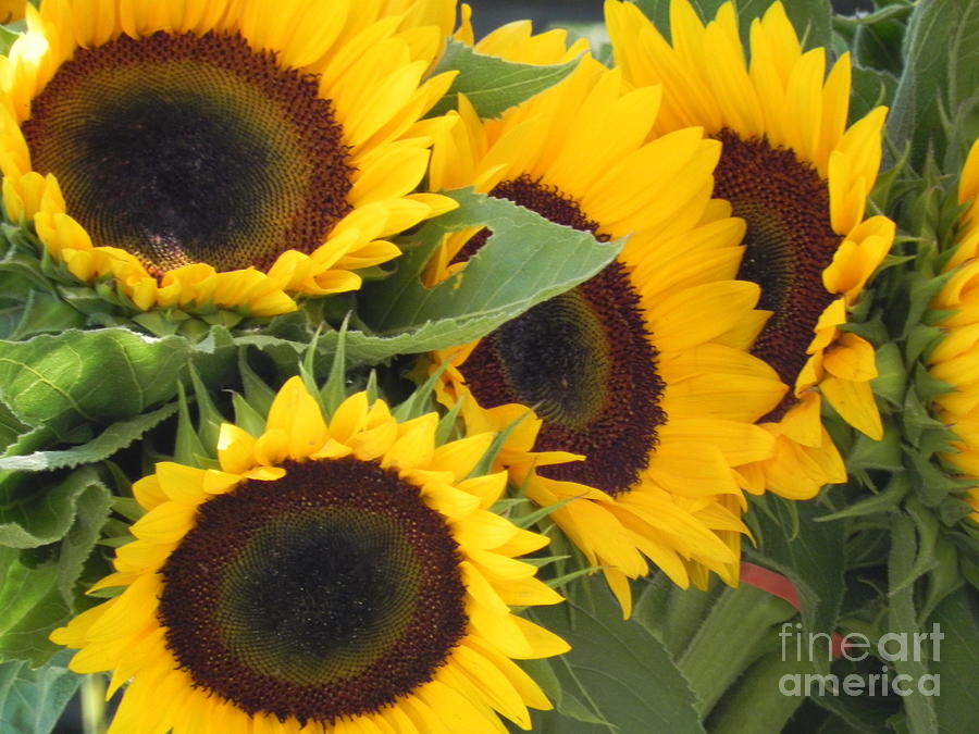 Large Sunflowers Photograph by Chrisann Ellis