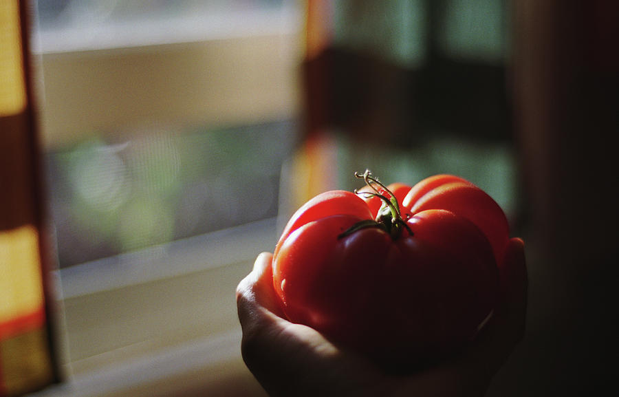 Large Tomato Held In Hand Photograph by Danielle D. Hughson