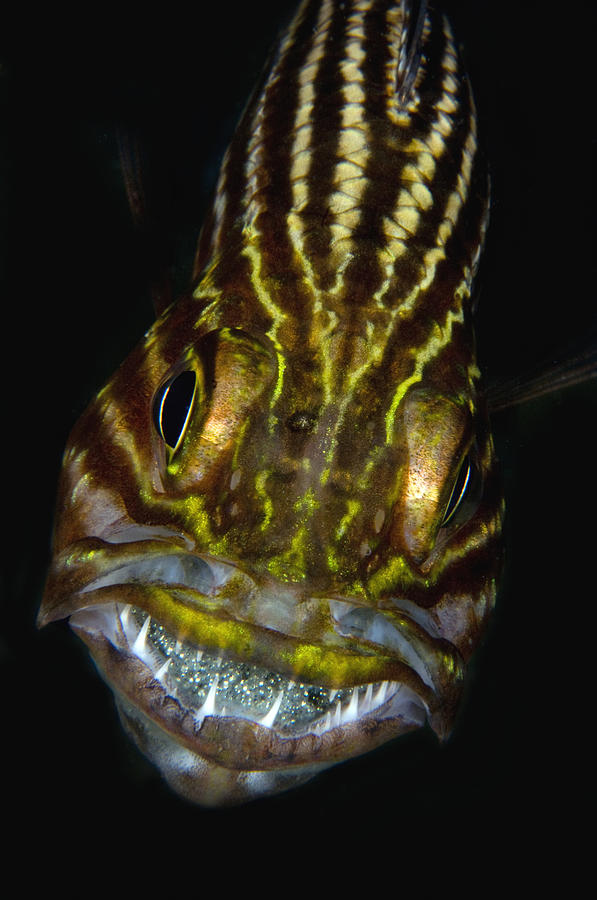 Large-toothed Cardinalfish Brooding Photograph by Dray van Beeck