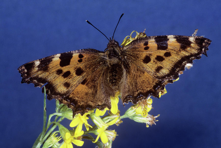 Butterfly Photograph - Large Tortoiseshell Butterfly by M F Merlet/science Photo Library