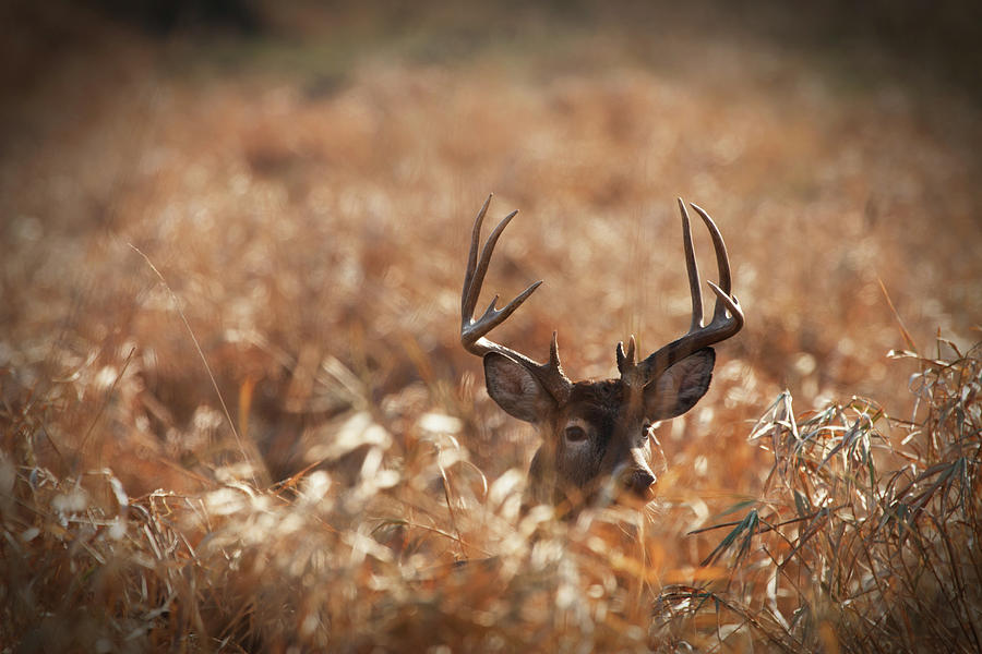 Large Trophy Size Whitetail Buck In Photograph by Jimkruger