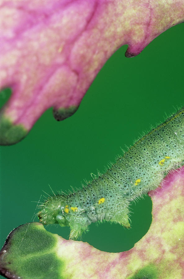 Large White Butterfly Caterpillar Photograph by Steve Taylor/science
