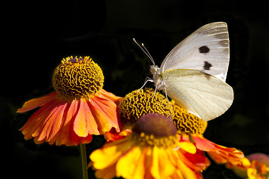 Large White Butterfly Photograph by Chris Smith