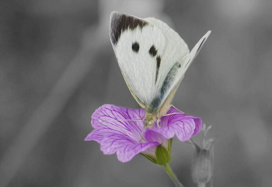 Large White Butterfly Photograph by Veli Bariskan