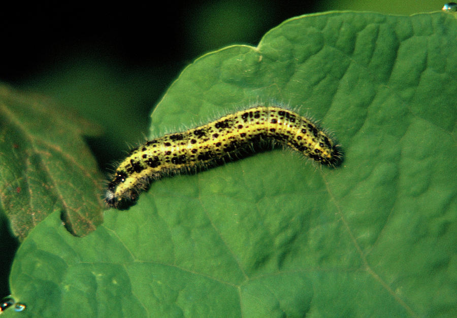 Large White Caterpillar Eating Leaf Photograph by Irene Windridge