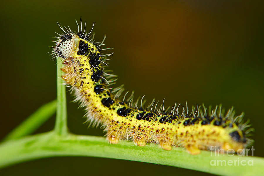 Large White Caterpillar Photograph by Nick  Biemans