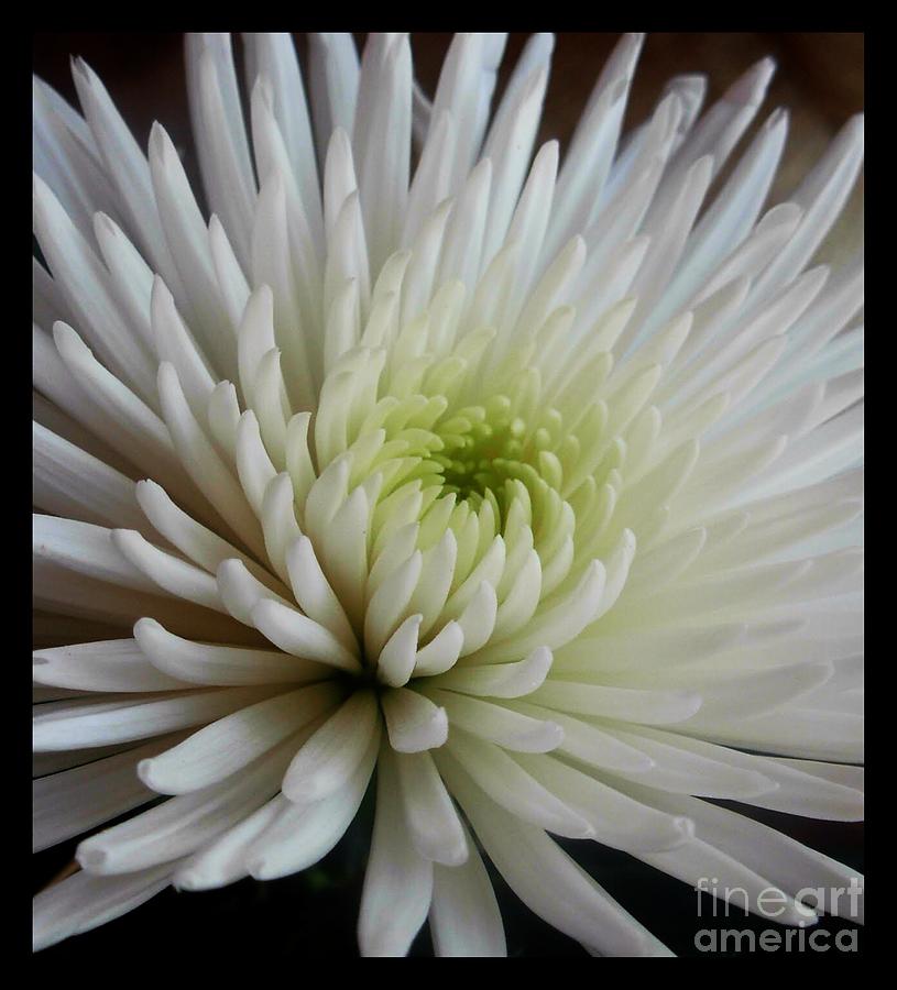 Large White Dahlia Photograph by Joan-Violet Stretch