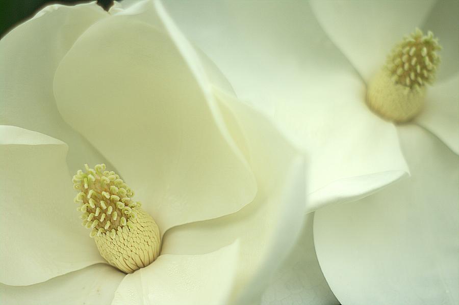 Large White Magnolias Photograph by Suzanne Powers