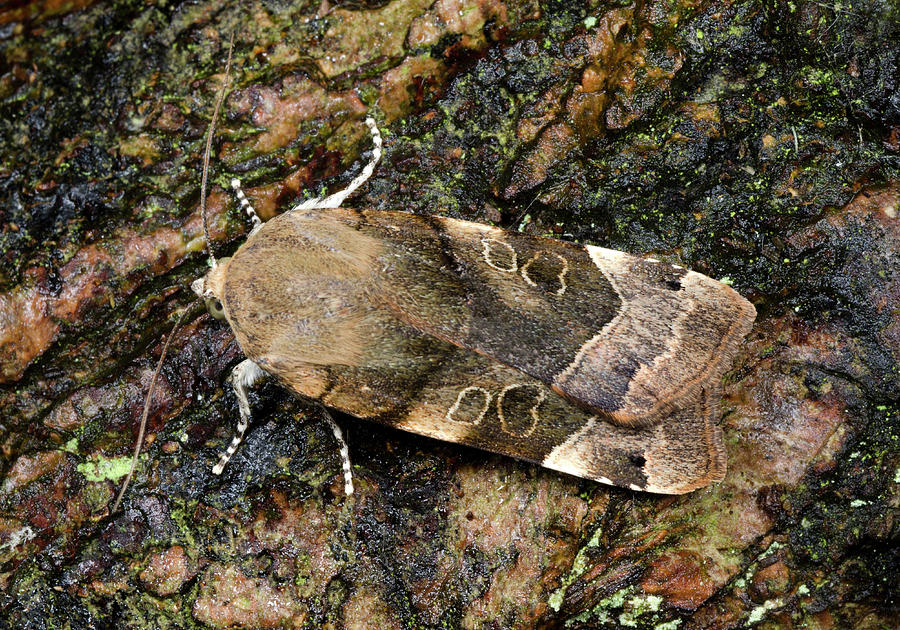 Large Yellow Underwing Moth Photograph by Nigel Downer
