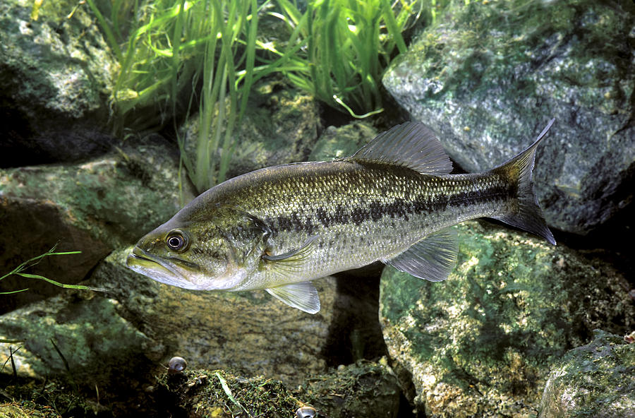 Largemouth Bass Photograph by E.r. Degginger