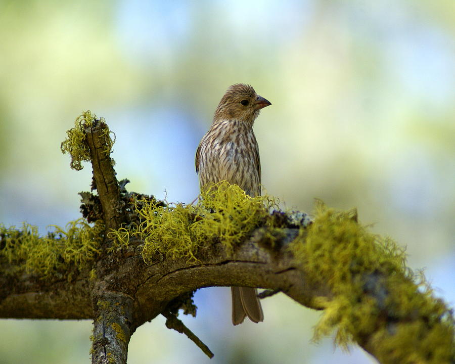 Lark Sparrow 2 Photograph by Ben Upham III