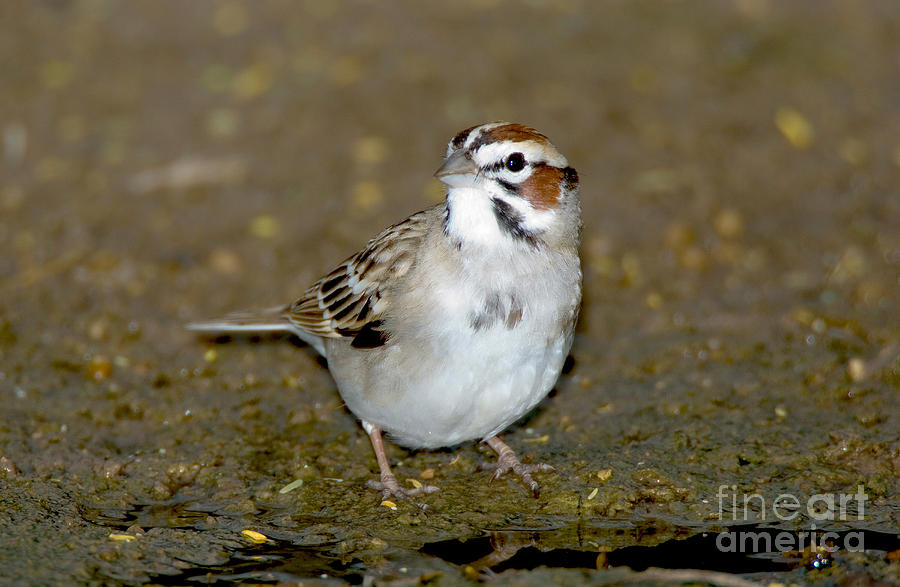 Lark Sparrow Photograph by Anthony Mercieca