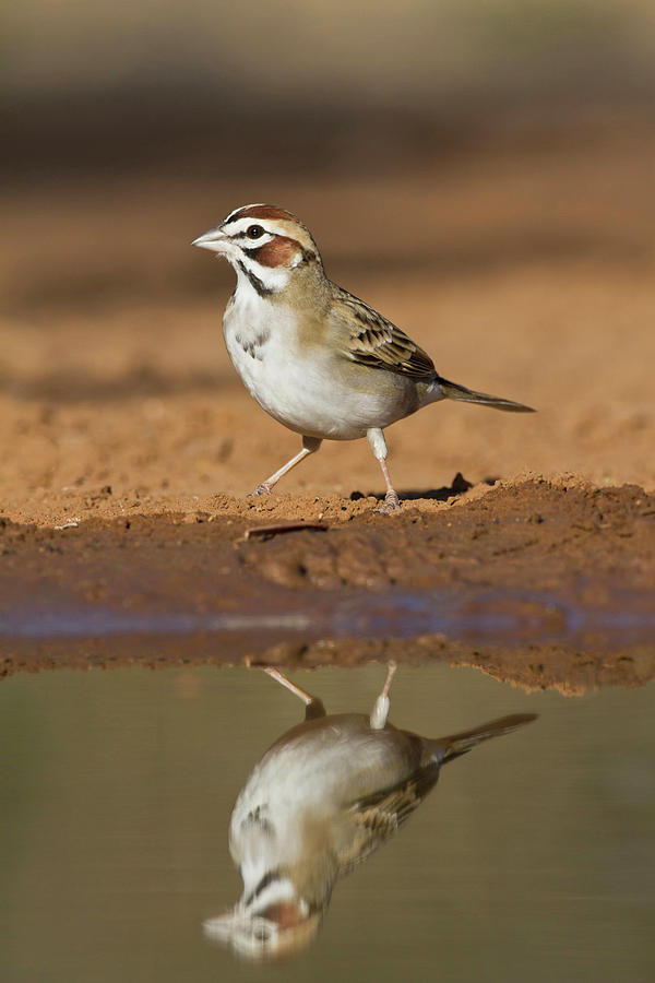 Bird Photograph - Lark Sparrow, Chondestes Grammacus by Larry Ditto