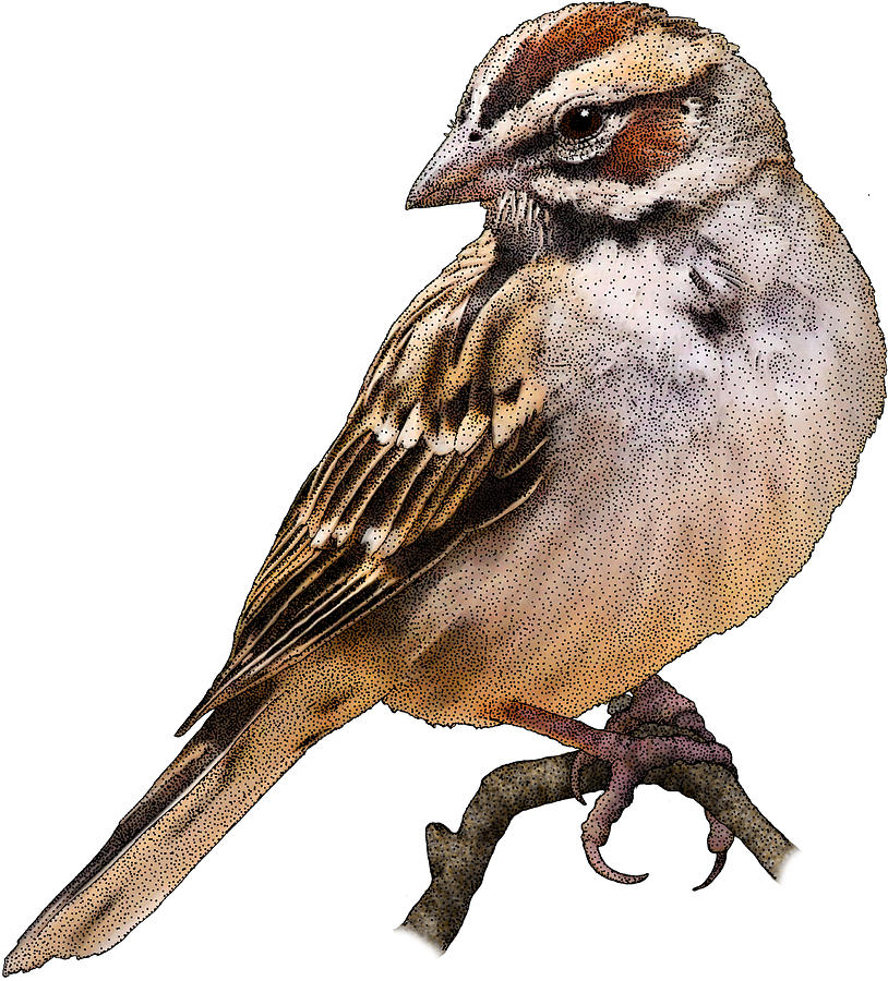 Lark Sparrow, Illustration Photograph by Roger Hall