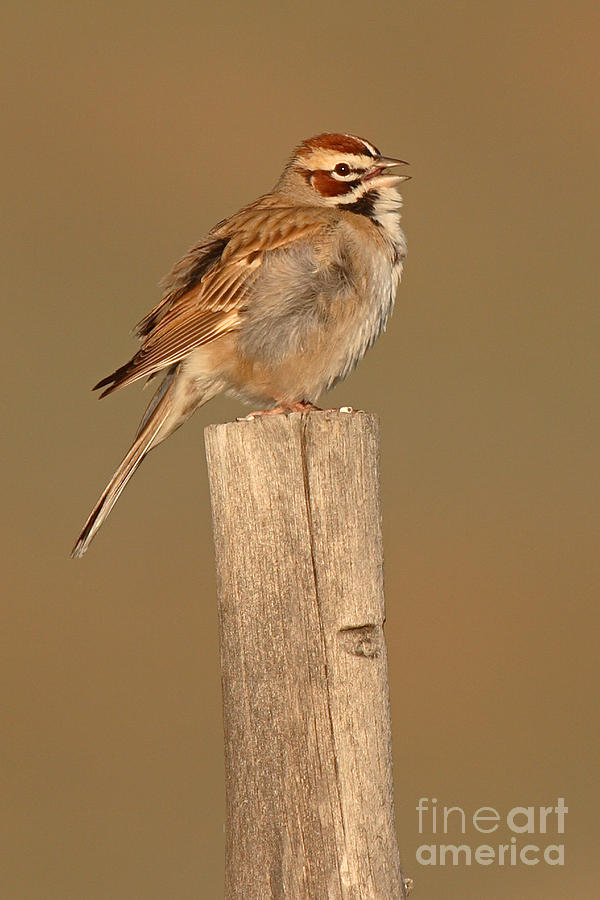 Lark Sparrow Singing Photograph by Max Allen