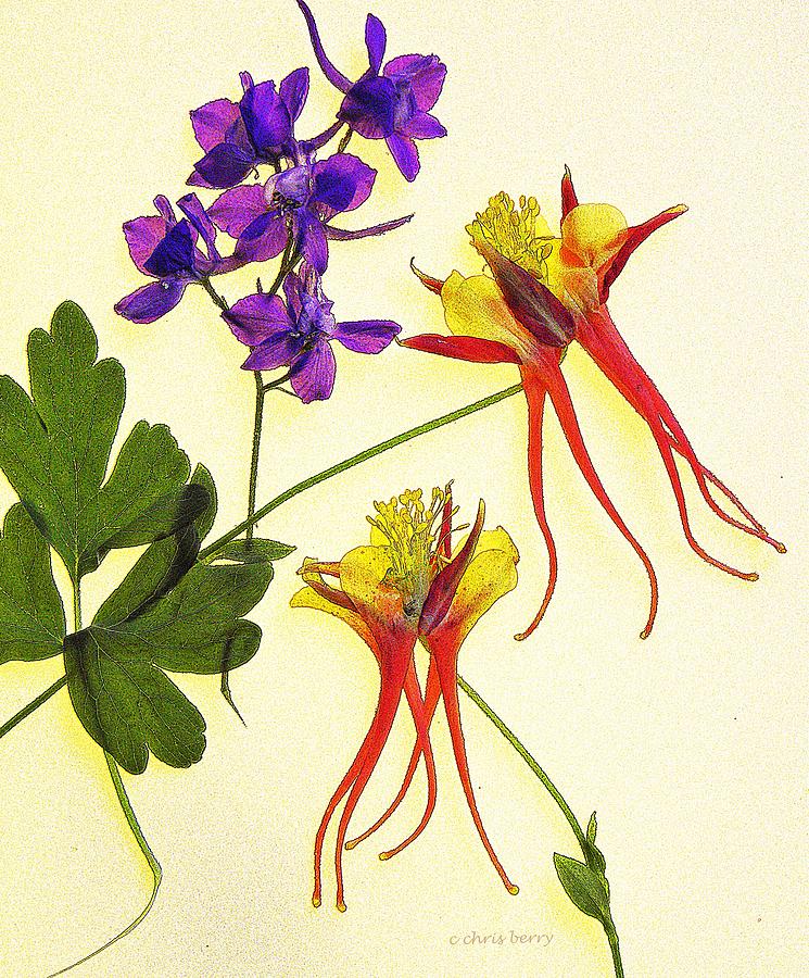 Larkspur and Columbine Photograph by Chris Berry