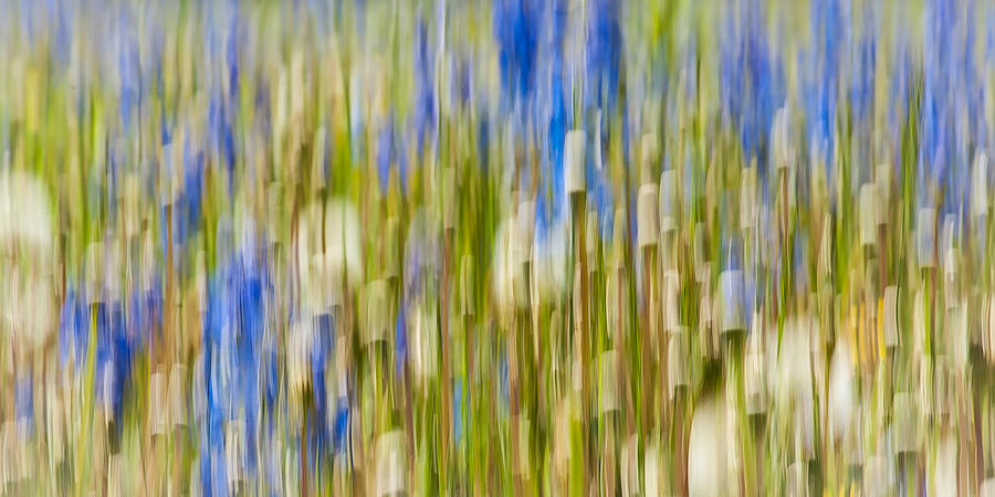 Larkspur and Dandelion Abstract Photograph by Linda McRae