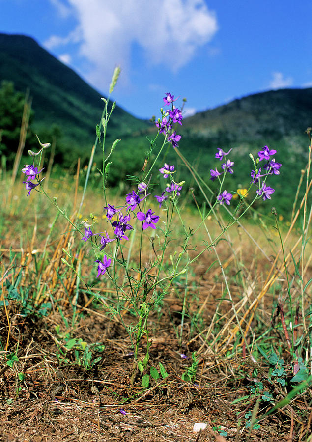 Nature Photograph - Larkspur (consolida Ajacis) by Bruno Petriglia/science Photo Library