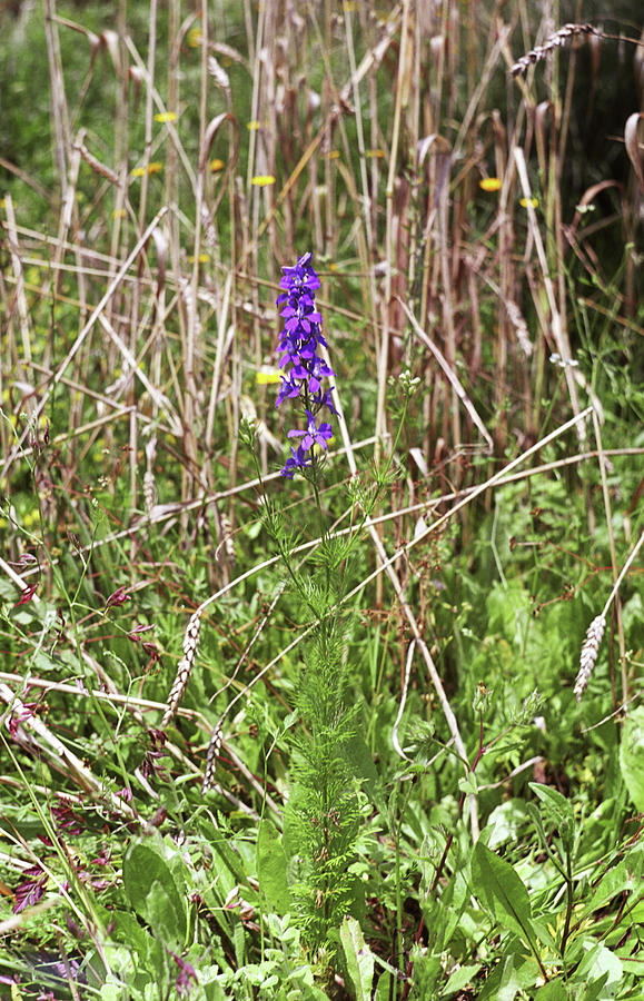 Summer Photograph - Larkspur (consolida Orientalis) by Bruno Petriglia/science Photo Library
