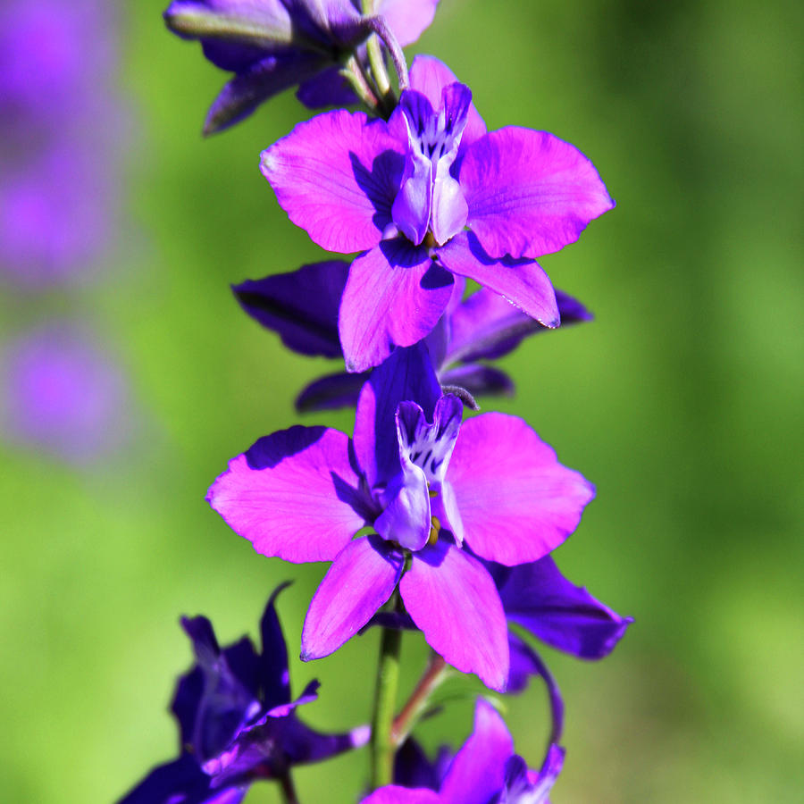 Larkspur Photograph by James Knight