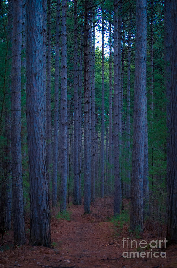 Larose Forest Photograph by Bianca Nadeau