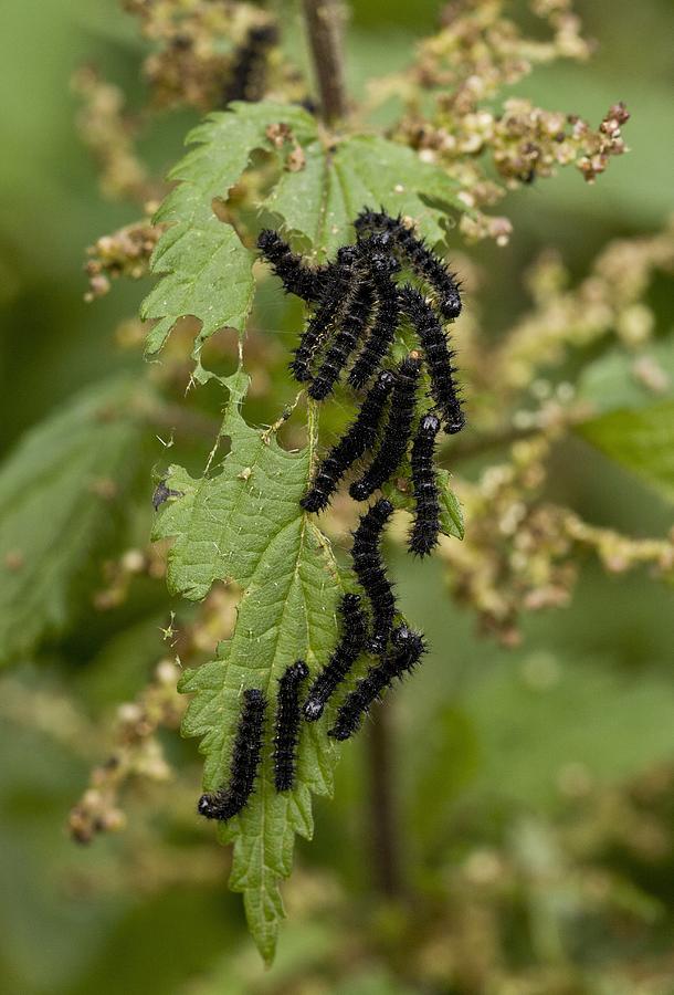 Nature Photograph - Larvae of Peacock butterflies by Science Photo Library