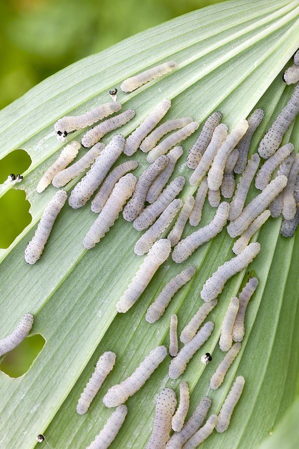 Larvae of Solomons Seal Sawfly Photograph by Science Photo Library