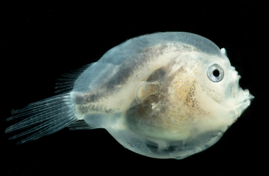 Larval Female Anglerfish, Melanocetidae Photograph by Dant Fenolio