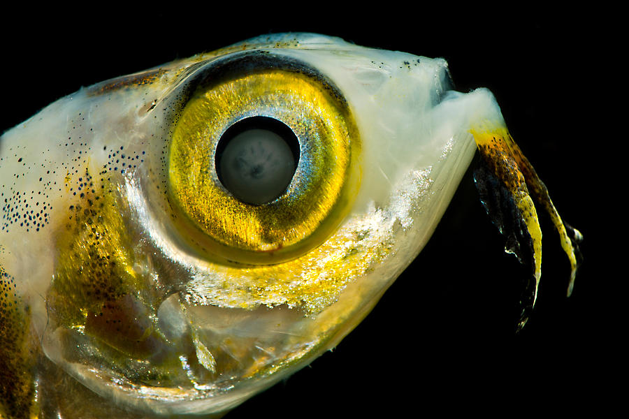 Larval Flying Fish Collected In Trawl Photograph by Dant Fenolio
