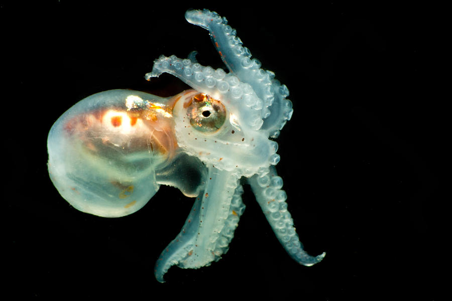 Larval Octopod, Trawled From Florida Photograph by Dant Fenolio