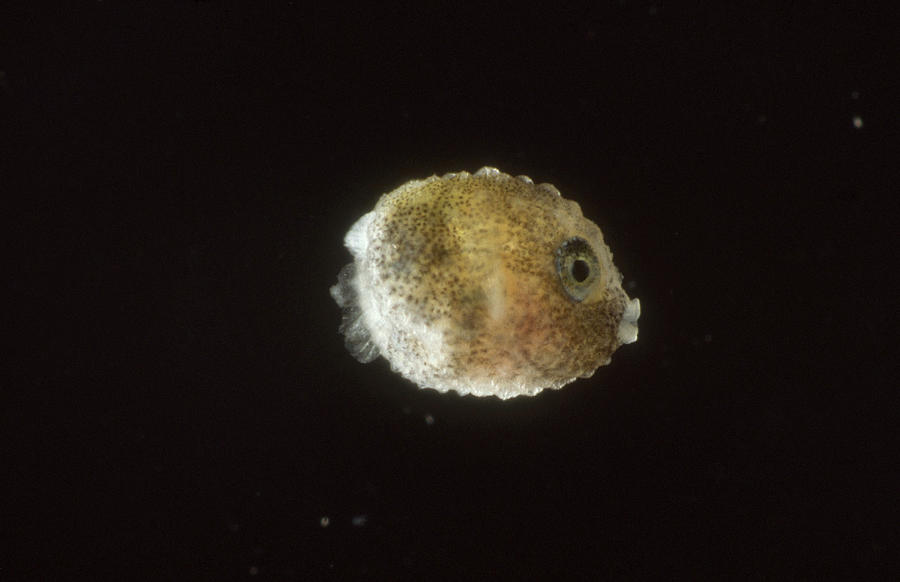 Larval Porcupine Fish Photograph by Newman & Flowers