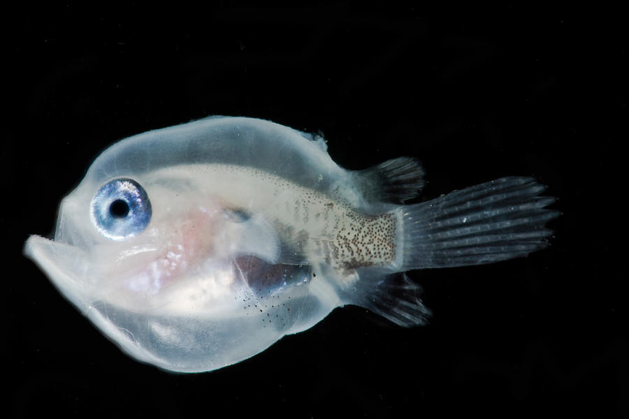 Larval Tripplewart Seadevil Female Photograph By Danté Fenolio - Pixels