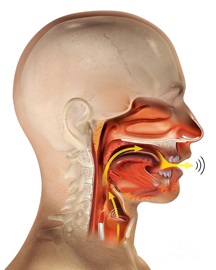 Larynx Anatomy, Artwork Photograph by Claus Lunau
