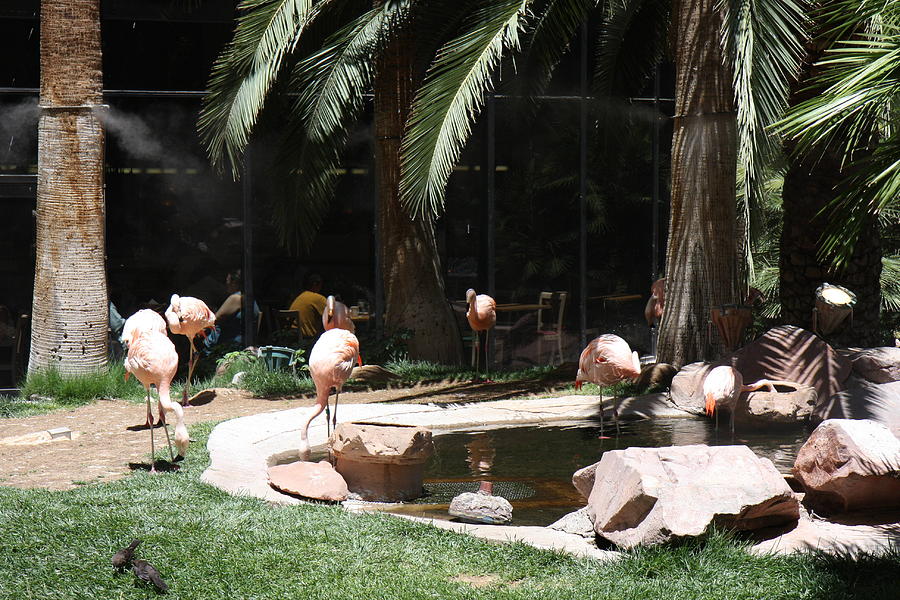 Flamingo Photograph - Las Vegas - Flamingo Casino - 12127 by DC Photographer