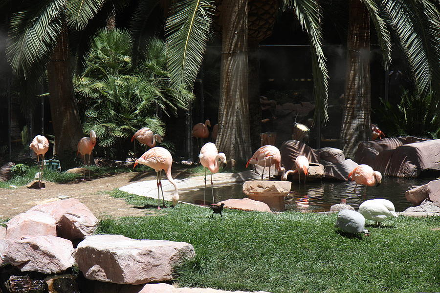 Flamingo Photograph - Las Vegas - Flamingo Casino - 12129 by DC Photographer