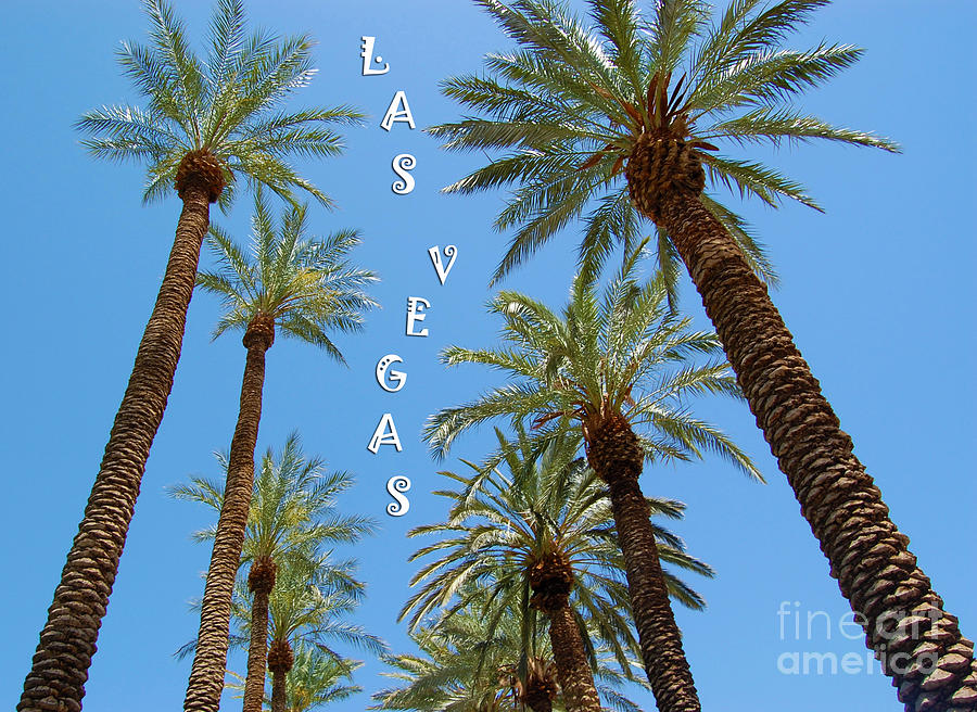 Las Vegas Palm Trees Photograph by Debra Thompson
